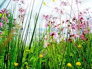 XN Meadow wet 02.jpg