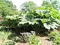 Riesenrhabarber aus der Rhabarbersammlung in Wisley