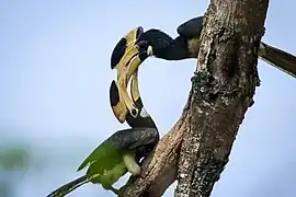 Malabarhornvogel