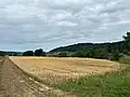 Die Kreise im Haferfeld sind auch vom Boden aus erkennbar