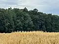Höhe des Hafers an der Stelle eines Grubenhauses