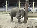 Elefanten