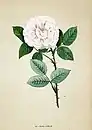 'Élisa Boëlle', 1869