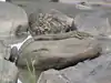 Regenwald-Nilwaran (Varanus ornatus)