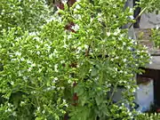 Griechischer Oregano