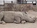 Spitzmaulnashorn(Diceros bicornis)(2008)