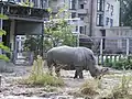 Breitmaulnashorn