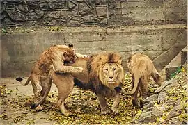 Löwen (Panthera leo)
