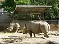 Breitmaulnashörner(Ceratotherium simum) (2012)