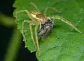 Junger Uferjäger mit erbeuteter Fliege