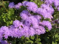 Gewöhnlicher Leberbalsam(Ageratum houstonianum)