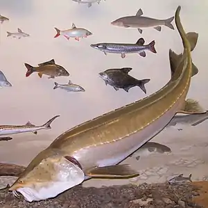 Kaluga-Hausen (Huso dauricus)