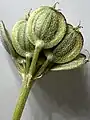 Früchte von Tordylium carmeli