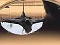 Eine F-16C Barak geht baden auf Chazor im Januar 2020