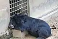 Kragenbär