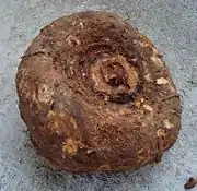 Elefantenyam