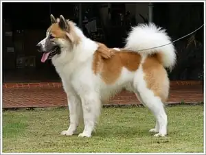 Thai Bangkaew Dog