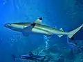 Schwarzspitzen-Riffhai (Carcharhinus melanopterus)