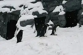 Felsenpinguine