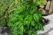 Ashitaba (Angelica keiskei) (ähnlich sind Arznei-Engelwurz, Wald-Engelwurz)