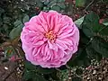 ‘Crested Sweetheart’, Ralph S. Moore, 1988