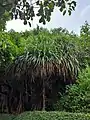 Pandanus tectorius