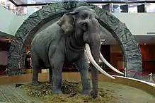 Indischer Elefant (Elephas maximus indicus)