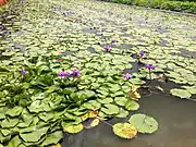 Lotosteich in Baihe