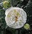 ‘Claire Austin’, David Austin, vor 2007