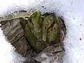 Symplocarpus foetidus schmilzt ein Loch in den Schnee