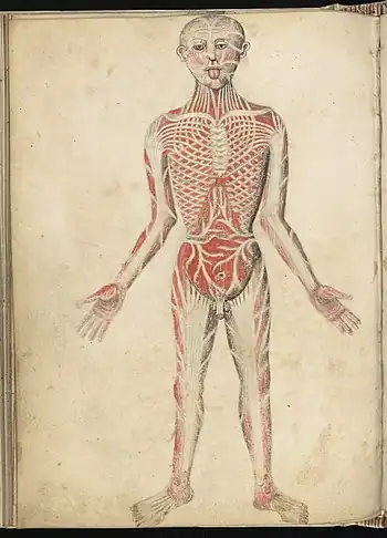 'Muscles Man', Pseudo-Galen, Anathomia; WMS 290 Wellcome L0034577