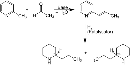 Coniinsynthese aus Picolin und Acetaldehyd