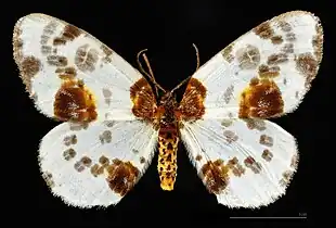♂