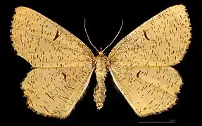 Angerona prunaria prunaria  ♀