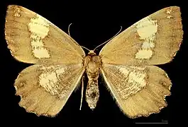 Angerona prunaria corylaria  ♀