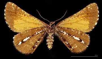 ♀ △