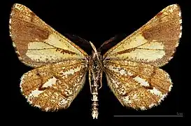 Bupalus piniaria flavescens ♂  △