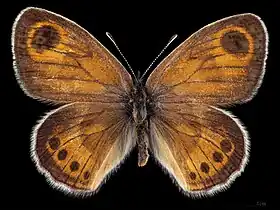 Coenonympha vaucheri ♂