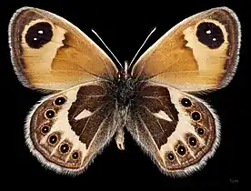 Coenonympha vaucheri ♂  △