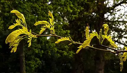 Gleditsia triacanthos 'Sunburst' – Blätter im Austrieb und Blütenstände