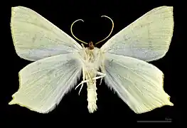 ♂ △