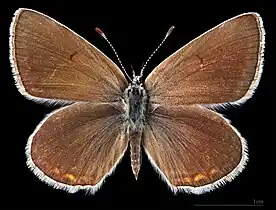 Polyommatus d. damone  ♀