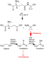 Schema zum Metabo­lismus des Coprins und des Coprinus-Syndroms