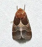 Schinia arcigera