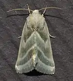 Schinia trifascia