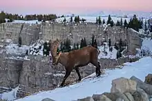 Wilder Alpensteinbock und Schweizer Alpen bei Creux du Van mit Schnee und Sonnenuntergangsfarben