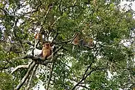 Nasenaffen am Kinabatangan
