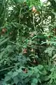 Habitus am Naturstandort im Naturschutzgebiet Los Tilos auf La Palma