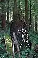 Windbruch