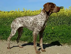 Französischer Vorstehhund